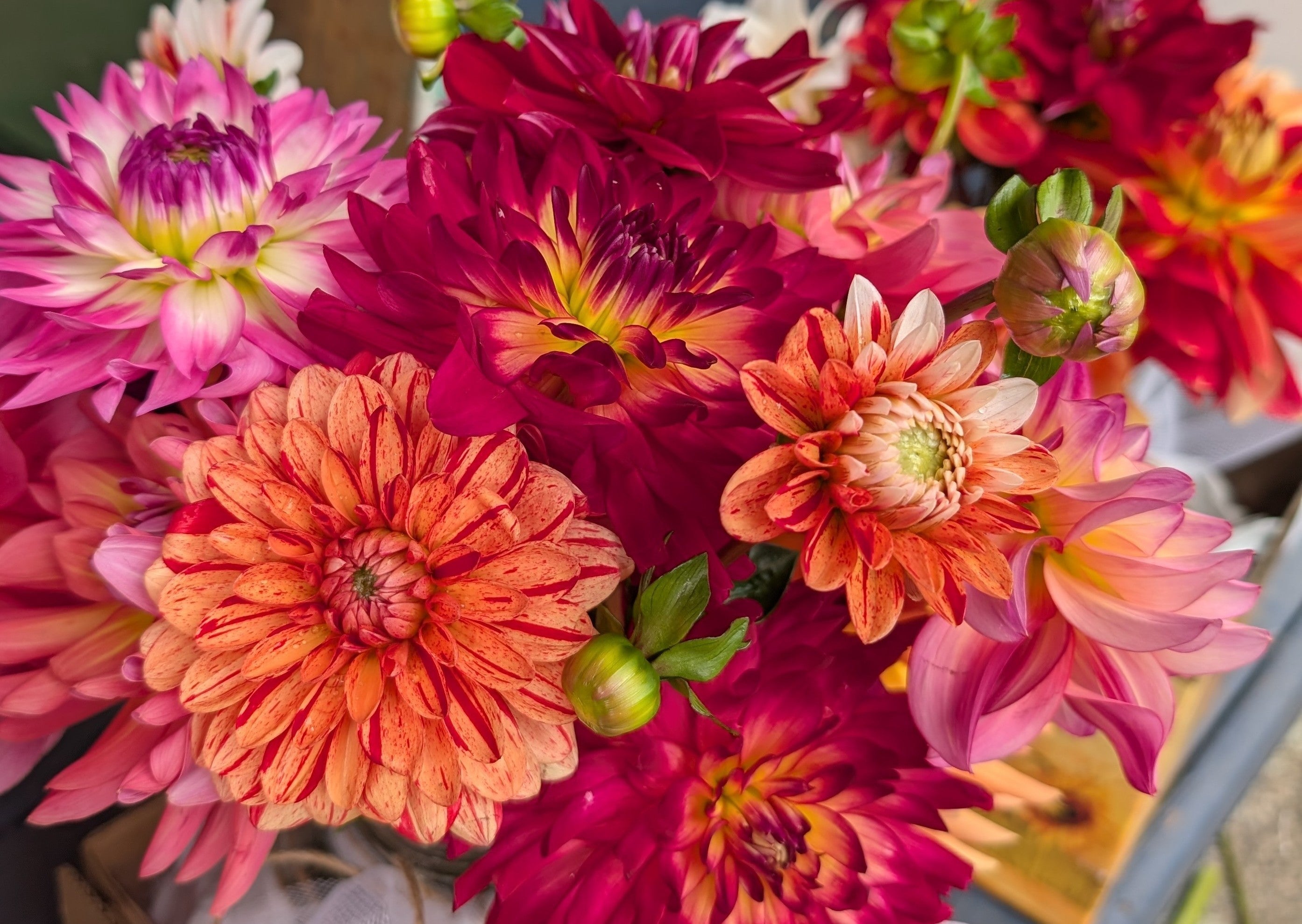 Mel's Dazzling Dahlias